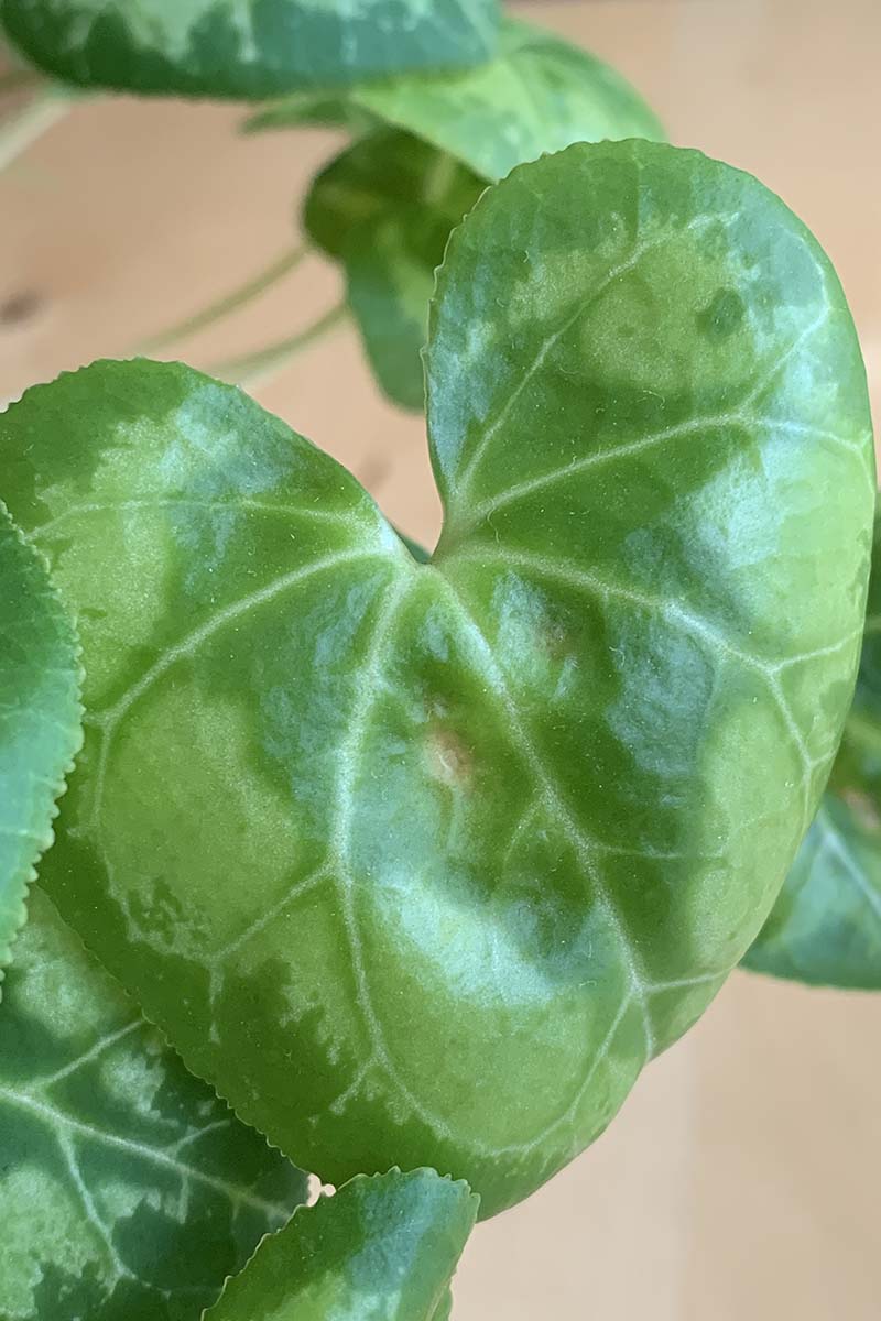A close up vertical image of a cyclamen leaf with an obvious leaf spot on the surface.