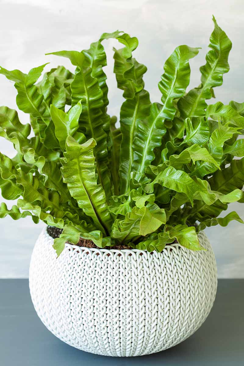 A close up vertical image of a bird\'s nest fern (Asplenium nidus) growing in a white decorative pot indoors.