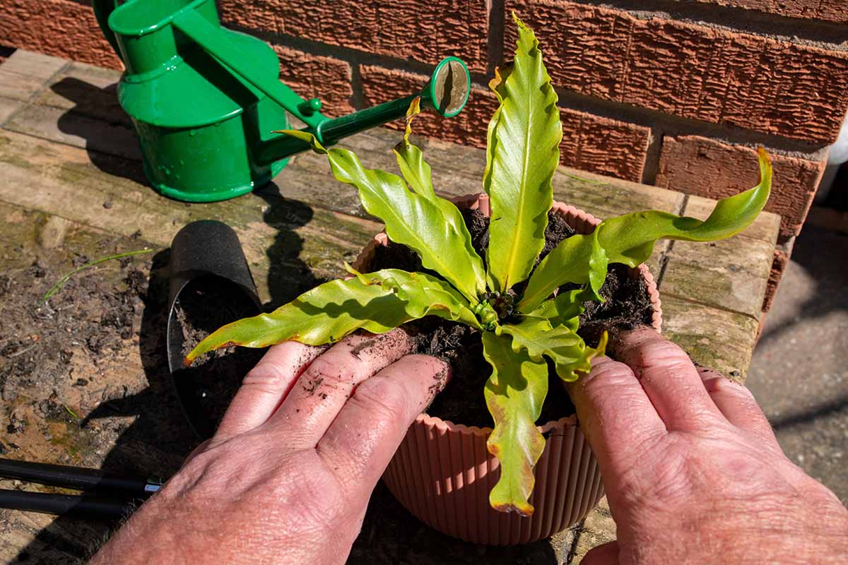 A close up horizontal image of two hands from the bottom of the frame potting up a small bird’s nest fern into a terra cotta pot.