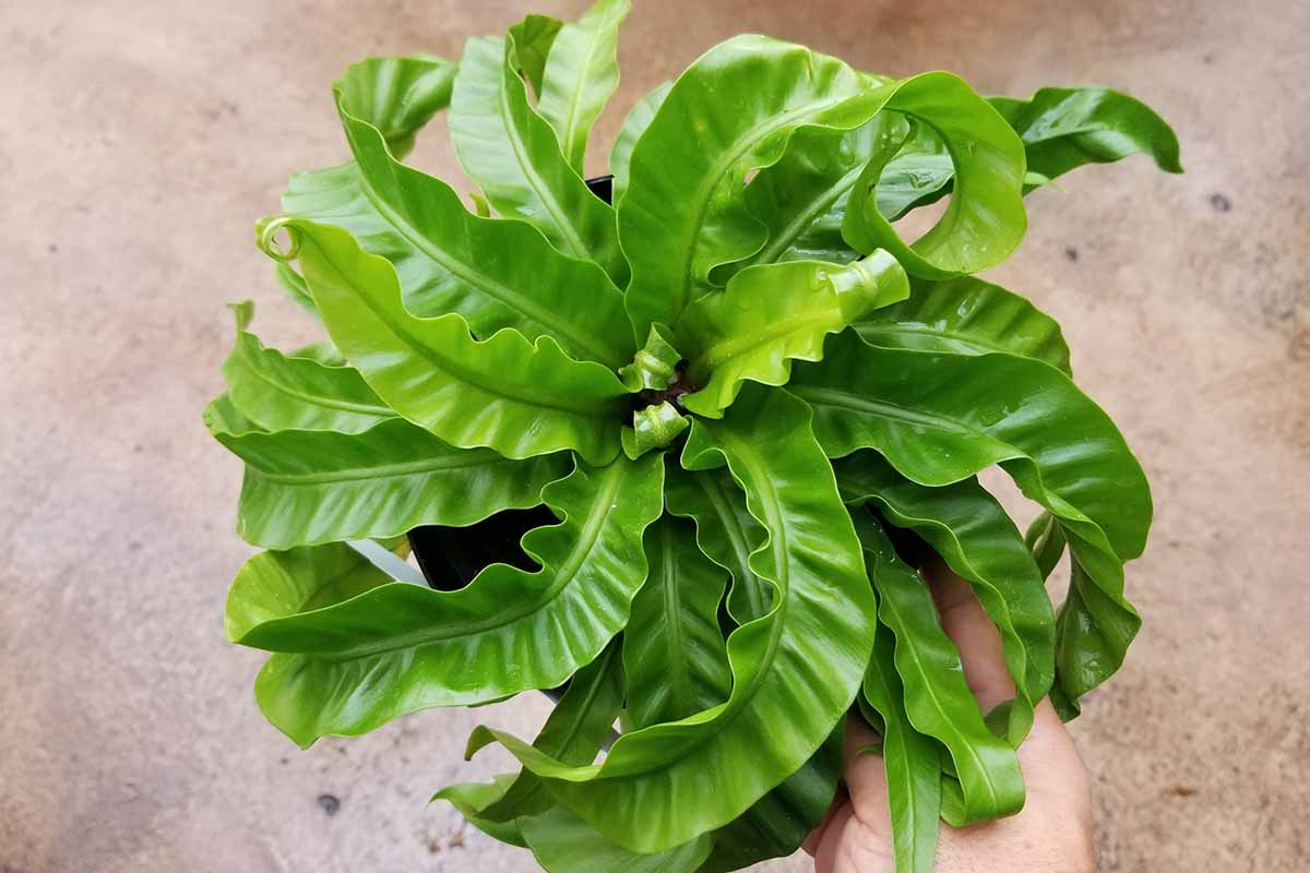 A close up horizontal image of a hurricane bird\'s nest fern growing in a small pot held up by a hand from the bottom of the frame.