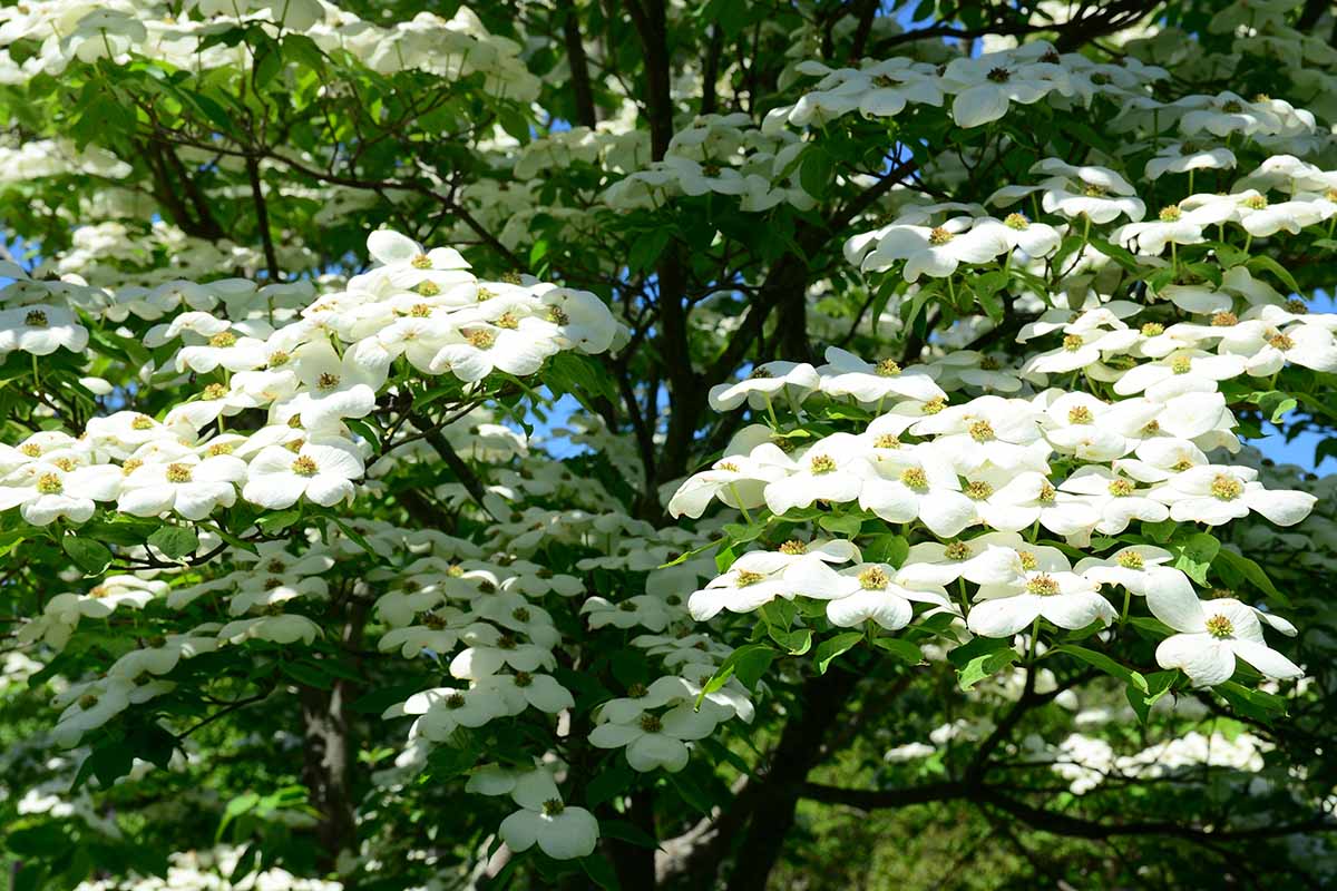 A horizontal closeup of a dogwood\'s beautiful white blossoms growing outdoors in the sun.