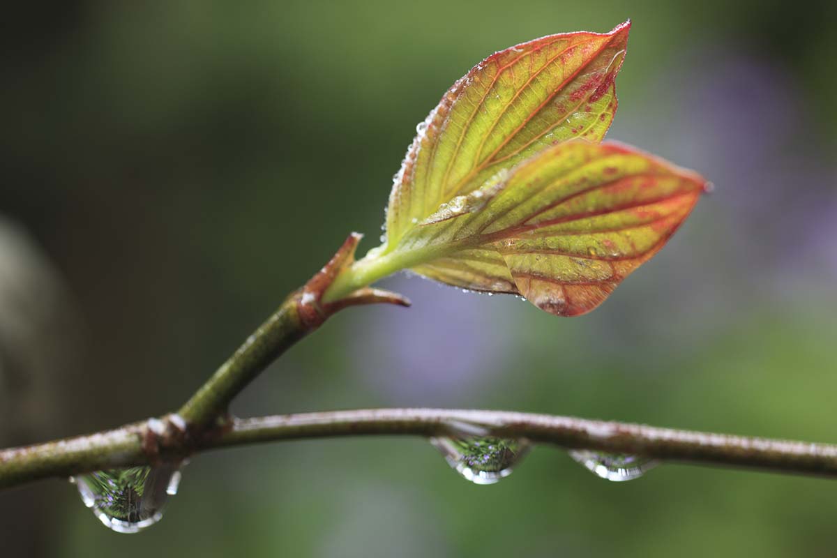 A horizontal closeup of water droplets on an outdoor dogwood twig.