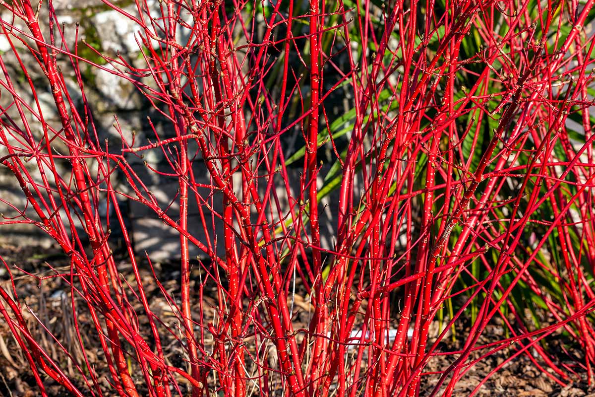 A horizontal shot of a Cornus alba \'Sibirica\' shrub with crimson red stems in an outdoor winter landscape.