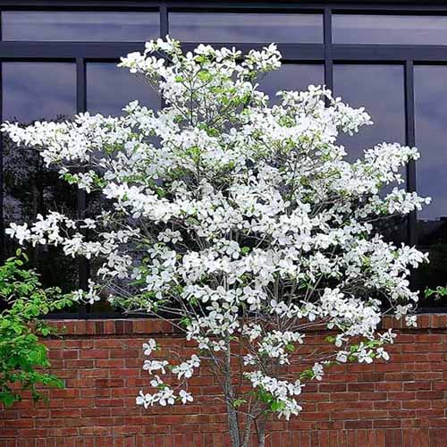 A square image of a white-flowering dogwood growing outdoors in front of a brick building\'s window.