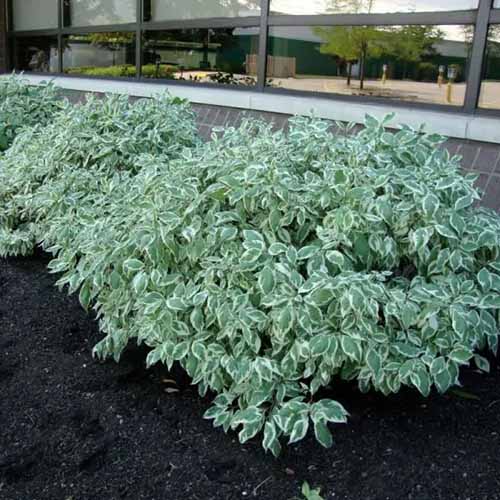 A square image of some variegated Cornus alba \'Elegantissima\' shrubs in a line outdoors, placed in front of a building window.