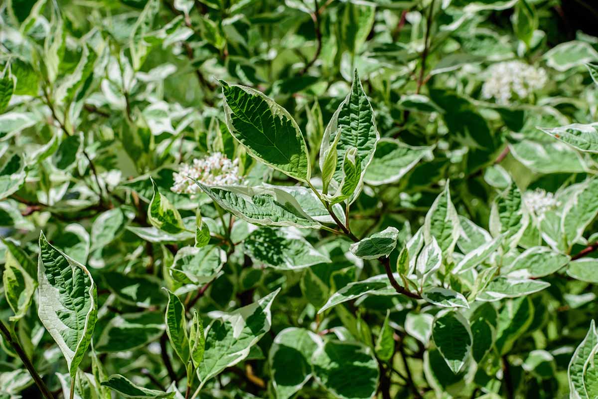 A horizontal image of many small variegated green and white leaves on the branches of a Cornus alba \'Elegantissima\' shrub in a sunny outdoor garden on a spring day.