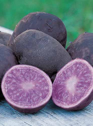 A close up of whole and sliced \'All Blue\' tubers set on a wooden table outdoors.