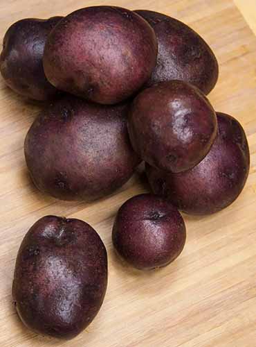 A close up of a pile of wine-colored \'Harvest Moon\' tubers set on a wooden surface indoors.