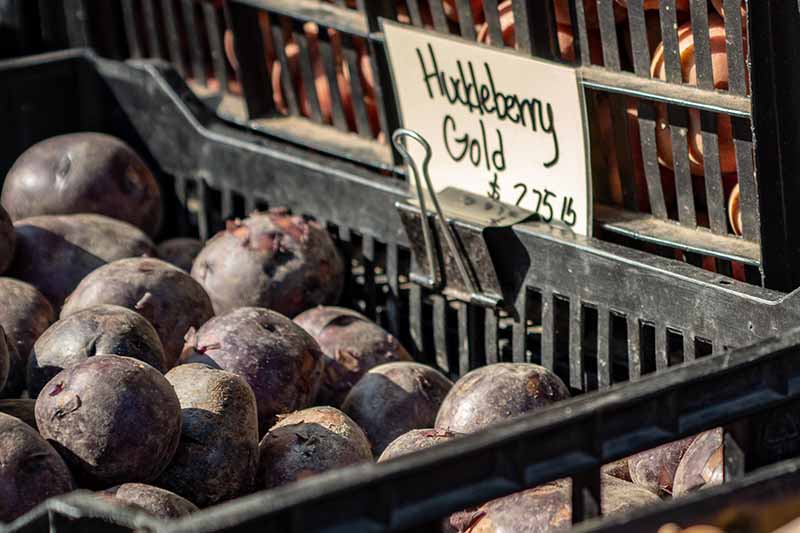 A close up horizontal image of a pile of \'Huckleberry Gold\' in a large plastic basket at a farmers market.