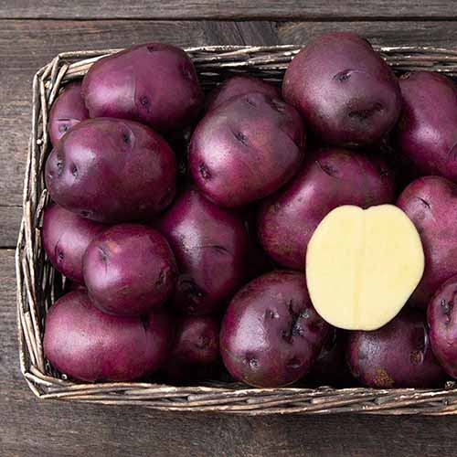 A square image of a wicker basket filled with whole and sliced \'Huckleberry Gold\' set on a wooden surface.