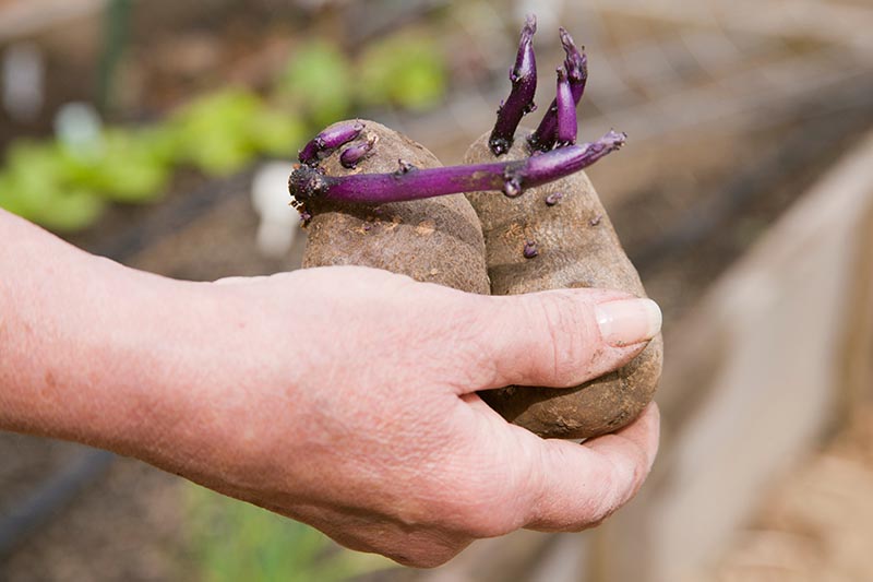 A close up horizontal image of a hand from the left of the frame holding two sprouted \'Purple Majesty\' tubers pictured on a soft focus background.