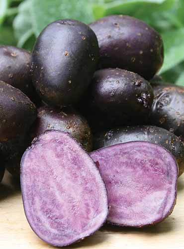 A close up of whole and halved \'Purple Majesty\' potatoes set on a wooden surface.