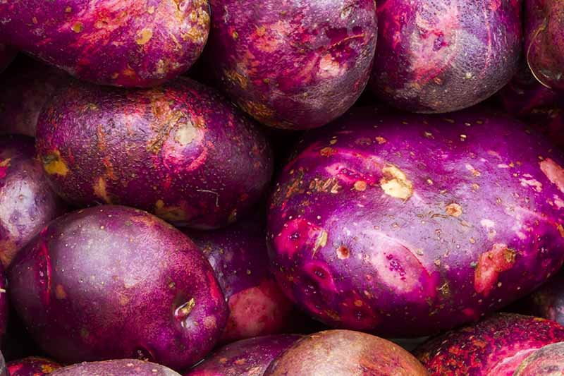 A close up horizontal image of \'Purple Viking\' potatoes.