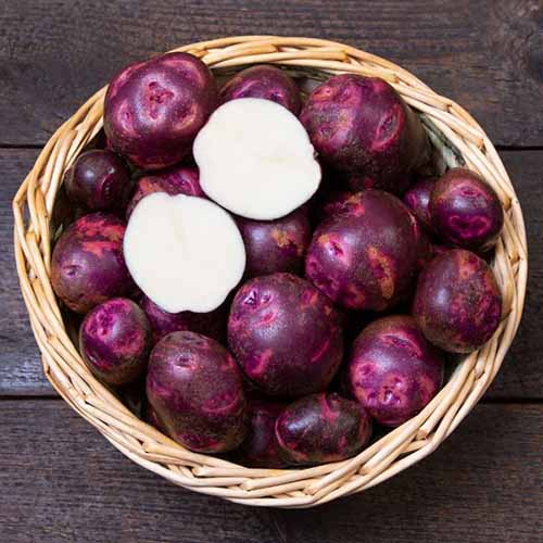 A square image of a wicker basket filled with \'Purple Viking\' potatoes with one sliced in half to show the white flesh inside.