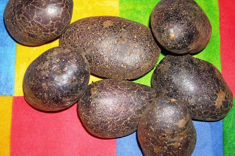 A close up horizontal image of \'Shetland Black\' potatoes on a colorful surface.