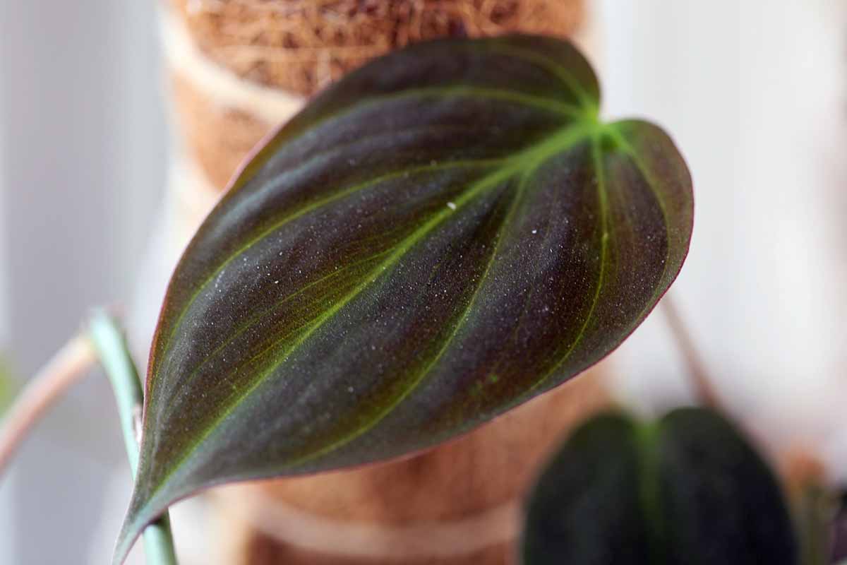 A close up horizontal image of a single philodendron micans leaf pictured on a soft focus background.