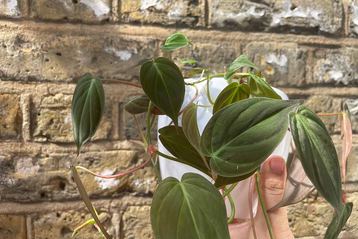 A close up horizontal image of a hand from the bottom of the frame holding up a potted velvet-leaf philodendron plant.