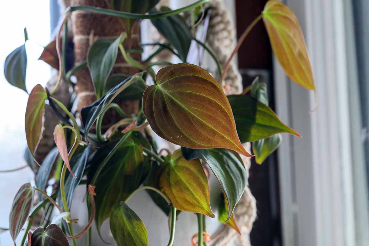 A close up horizontal image of the foliage of a philodendron micans growing up a moss pole indoors.