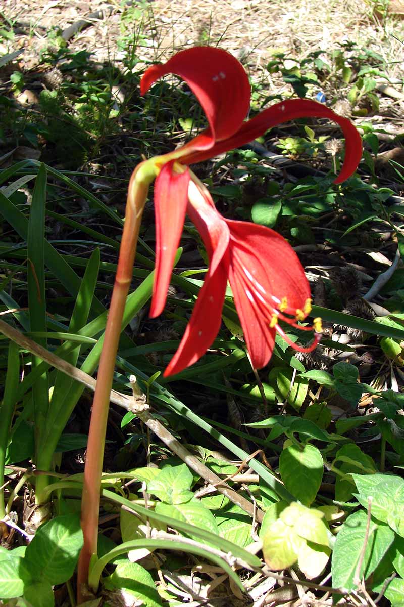 A vertical shot of an Aztec lily (Sprekelia formosissima) flower growing among straw and low-growing greenery underneath the dappled shade of a larger plant.