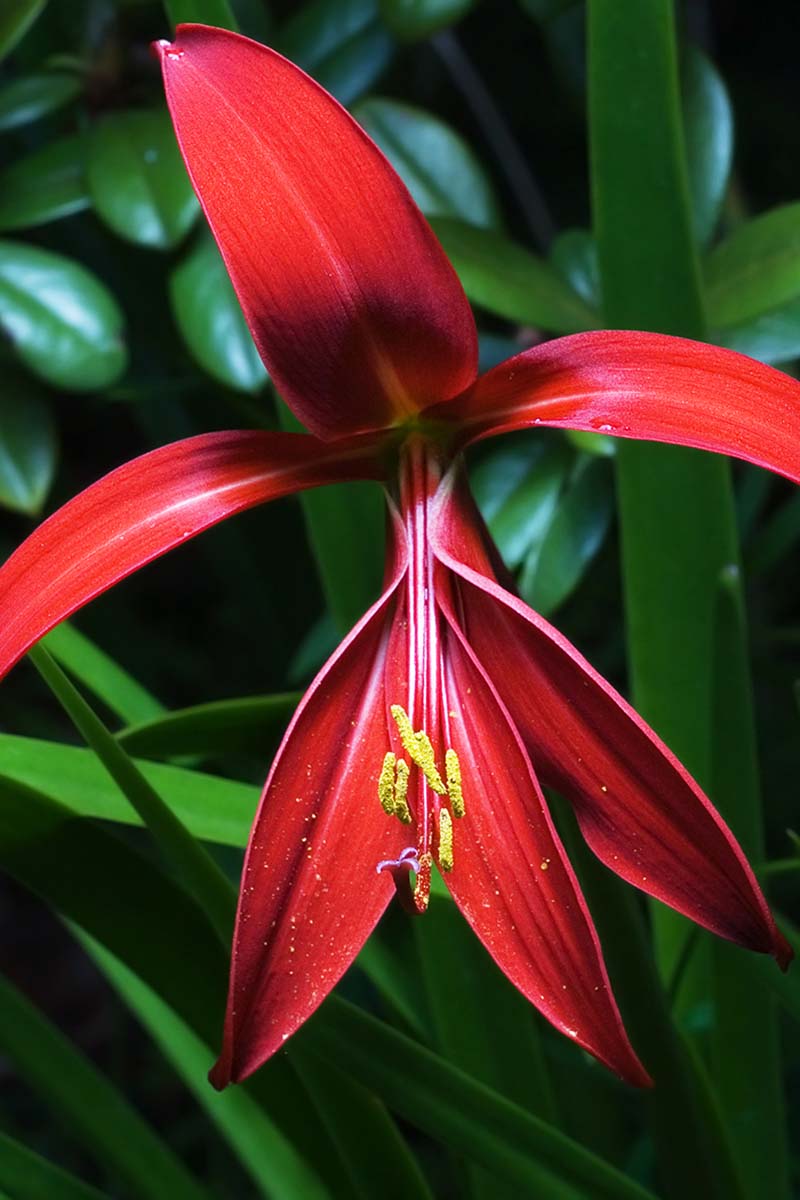 A closeup, vertical image of an Aztec lily\'s red petals growing among shaded green leaves outdoors.