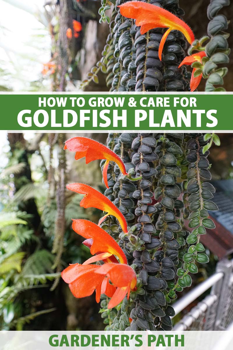 A close up vertical image of a large goldfish plant growing in a hanging basket, sporting red blooms and deep green foliage. To the center and bottom of the frame is green and white printed text.