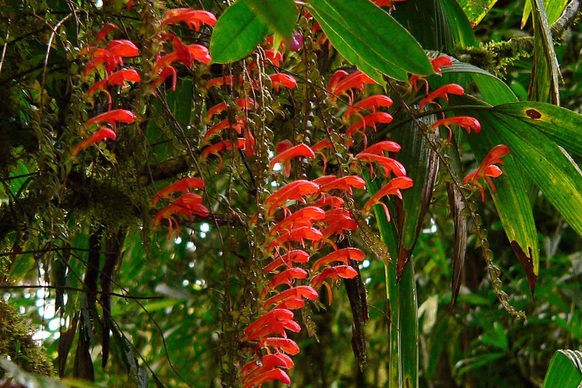 A close up horizontal image of the bright red flowers of a goldfish plant growing outdoors in the garden.