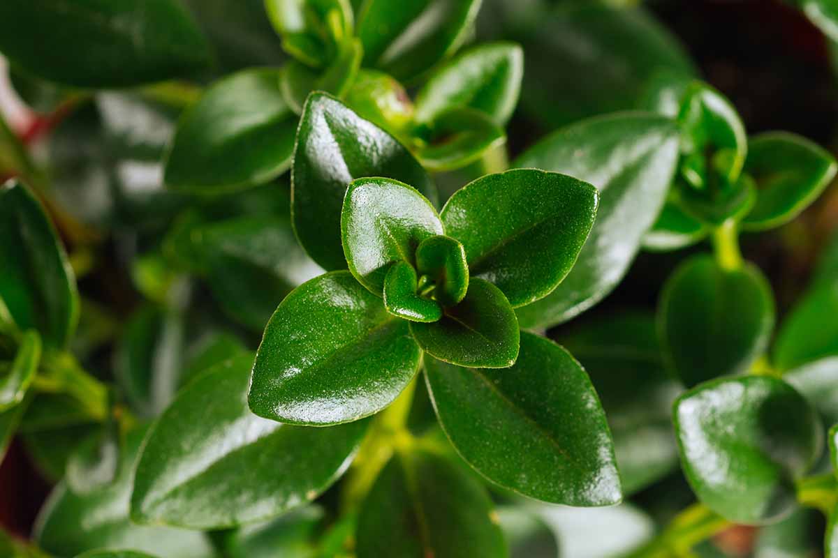 A horizontal image of the waxy foliage of a Nematanthus wettsteinia houseplant.