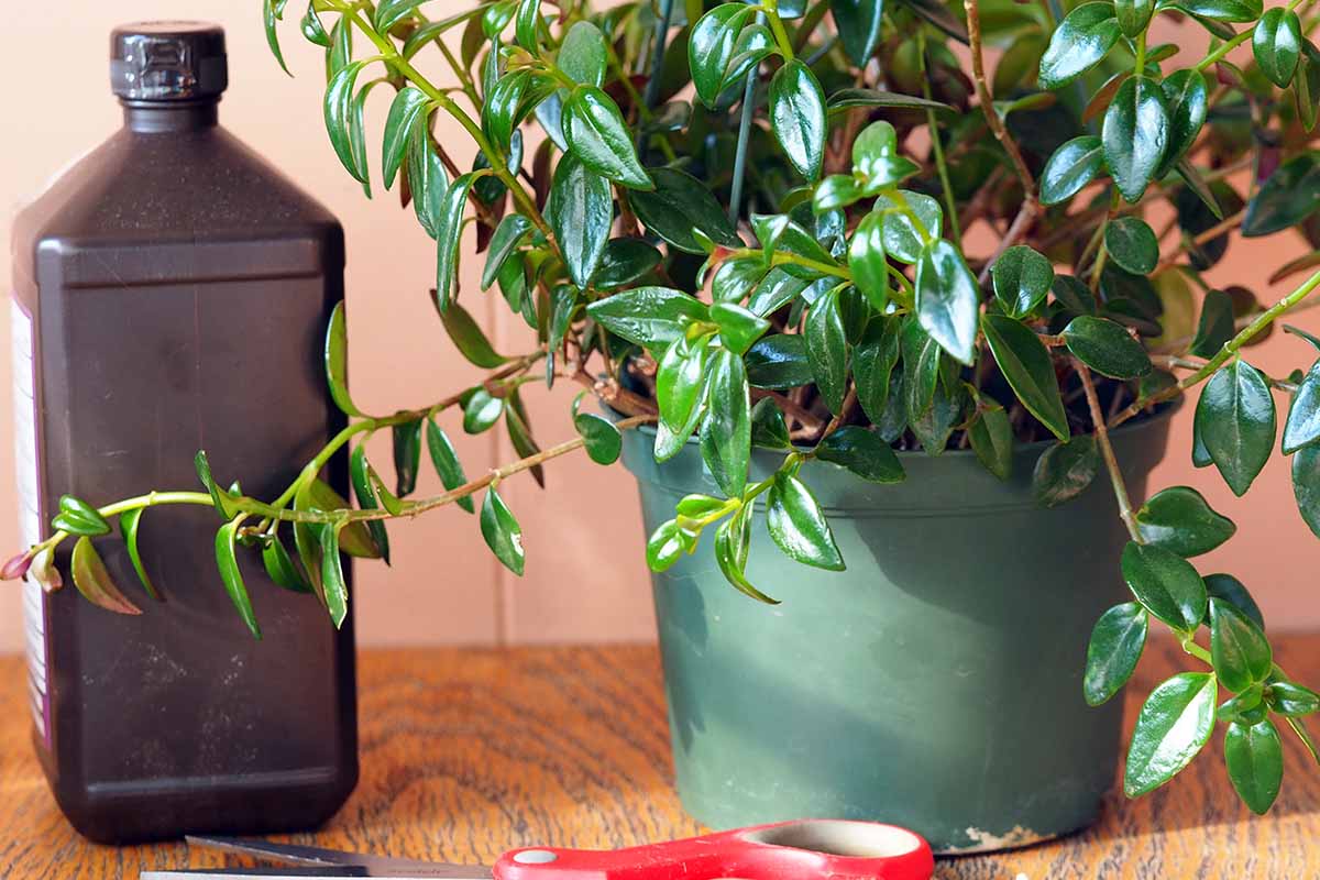 A close up horizontal image of a goldfish plant in a green pot set on a wooden surface with a bottle of alcohol in the background.