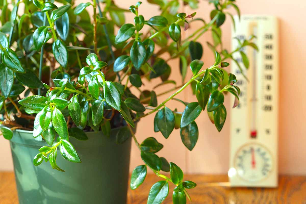 A close up horizontal image of a goldfish plant growing in a green pot set on a wooden surface with a thermometer in soft focus in the background.