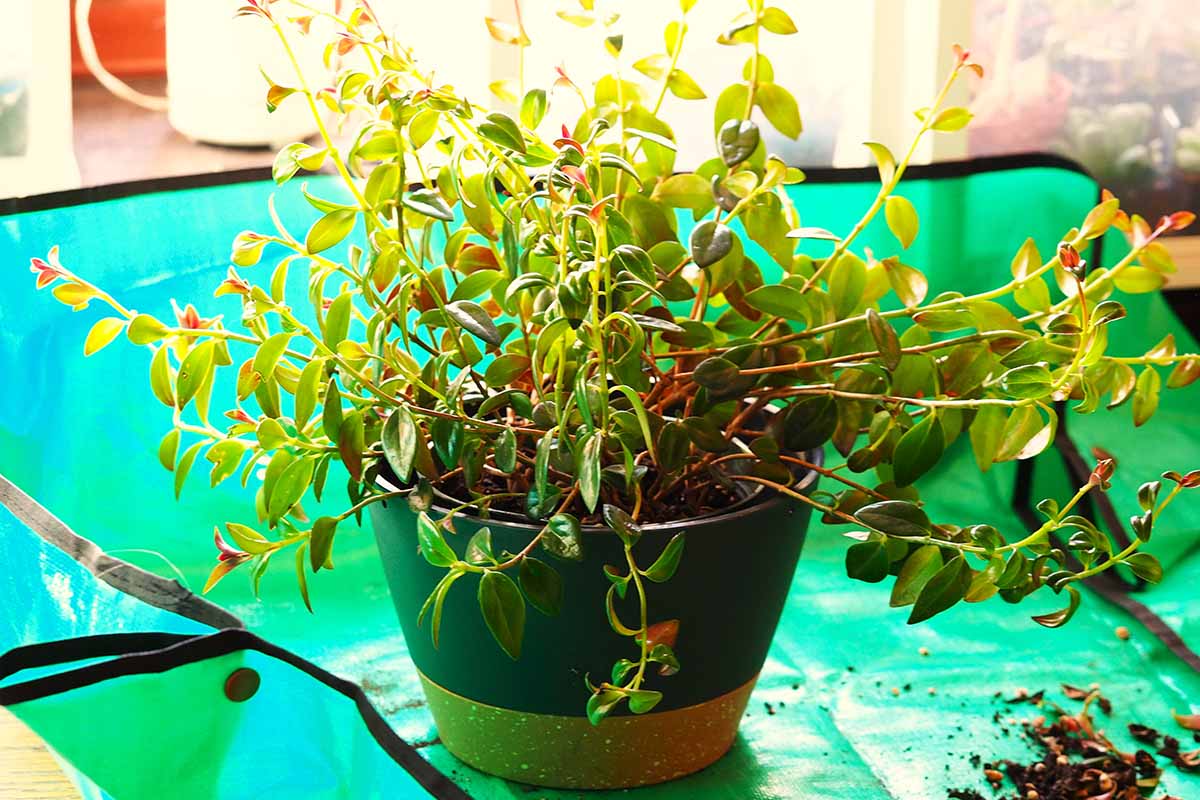 A horizontal image of a goldfish plant in a small pot set in a decorative cachepot.