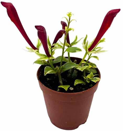 A close up of a small goldfish plant growing in a pot isolated on a white background.