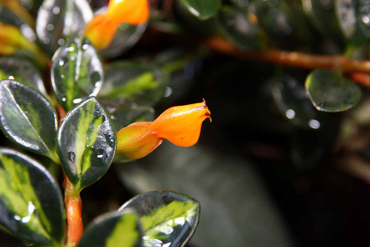 A close up horizontal image of a \'Dibley\'s Gold\' Nematanthus plant with variegated foliage and bright orange flowers.