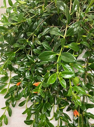 A close up of the long waxy vines of a goldfish plant spilling over the sides of a pot.