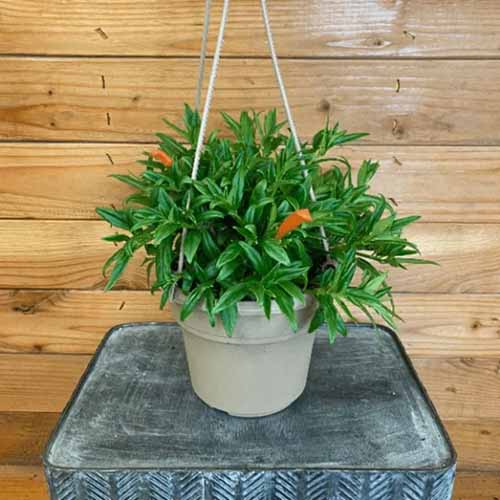 A close up square image of a Columnea \'Melissa\' plant in a hanging pot set on a dark gray table.