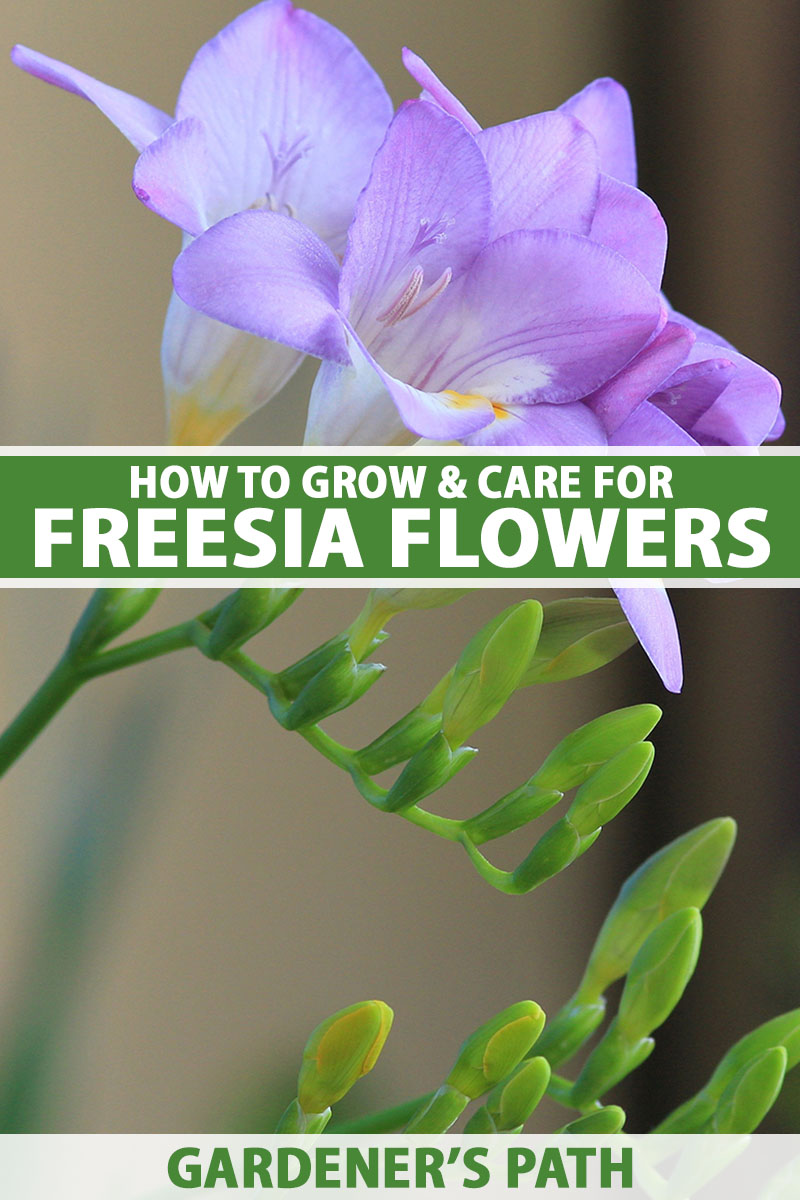 A close up vertical image of purple freesia flowers and unopened buds pictured on a soft focus background. To the center and bottom of the frame is green and white printed text.