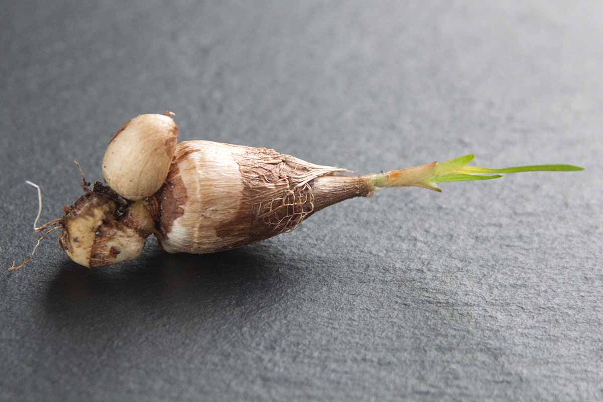 A close up horizontal image of a freesia bulb that has started to sprout, ready for planting, set on a gray surface.