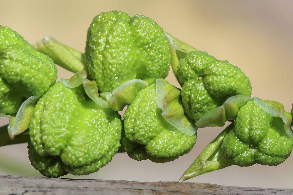 A close up horizontal image of green unripe freesia seed pods pictured on a soft focus background.