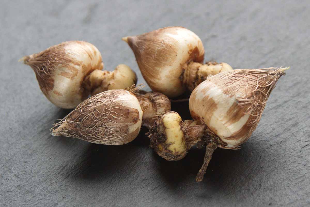 A close up horizontal image of stored freesia bulbs set on a gray surface before planting.