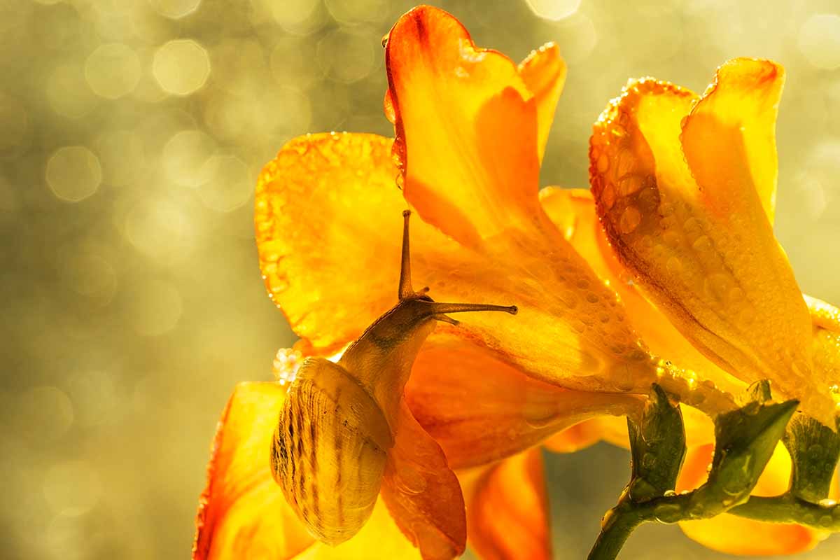 A close up horizontal image of a snail crawling on an orange freesia flower pictured in bright sunshine on a soft focus background.