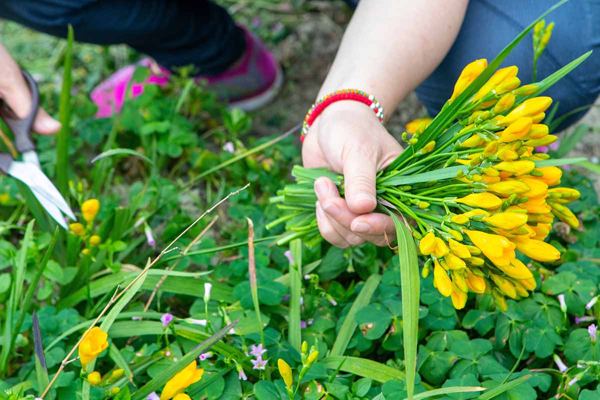 A close up horizontal image of a gardener cutting yellow freesias to display in a vase indoors.