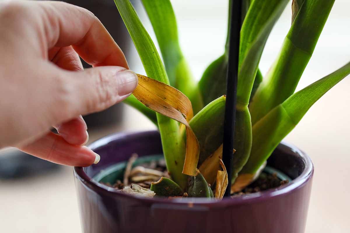 A horizontal shot of a woman gardener\'s hand peeling a sheath off an orchid from the base of the plant.