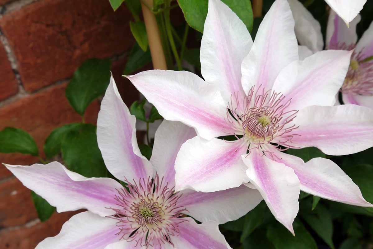 A close up horizontal image of pink and white clematis flowers growing against a brick wall in the garden.
