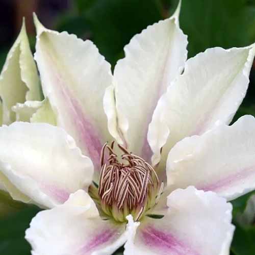 A close up square image of a pink and white \'Corinne\' clematis flower pictured on a soft focus background.