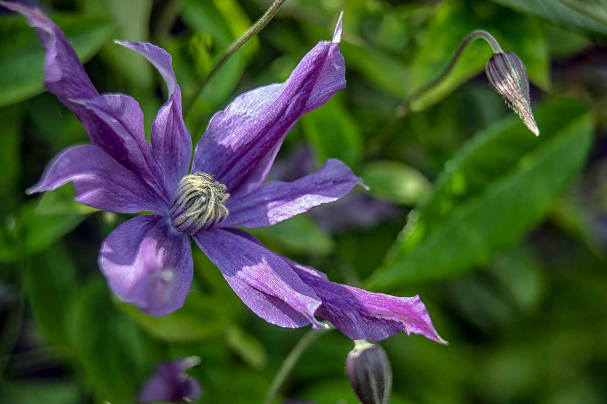 A close up horizontal image of a \'Harlow Carr\' clematis flower pictured on a soft focus background.