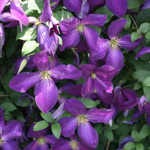 A close up square image of a \'Jackmanii Superba\' growing in the garden with bright purple flowers.