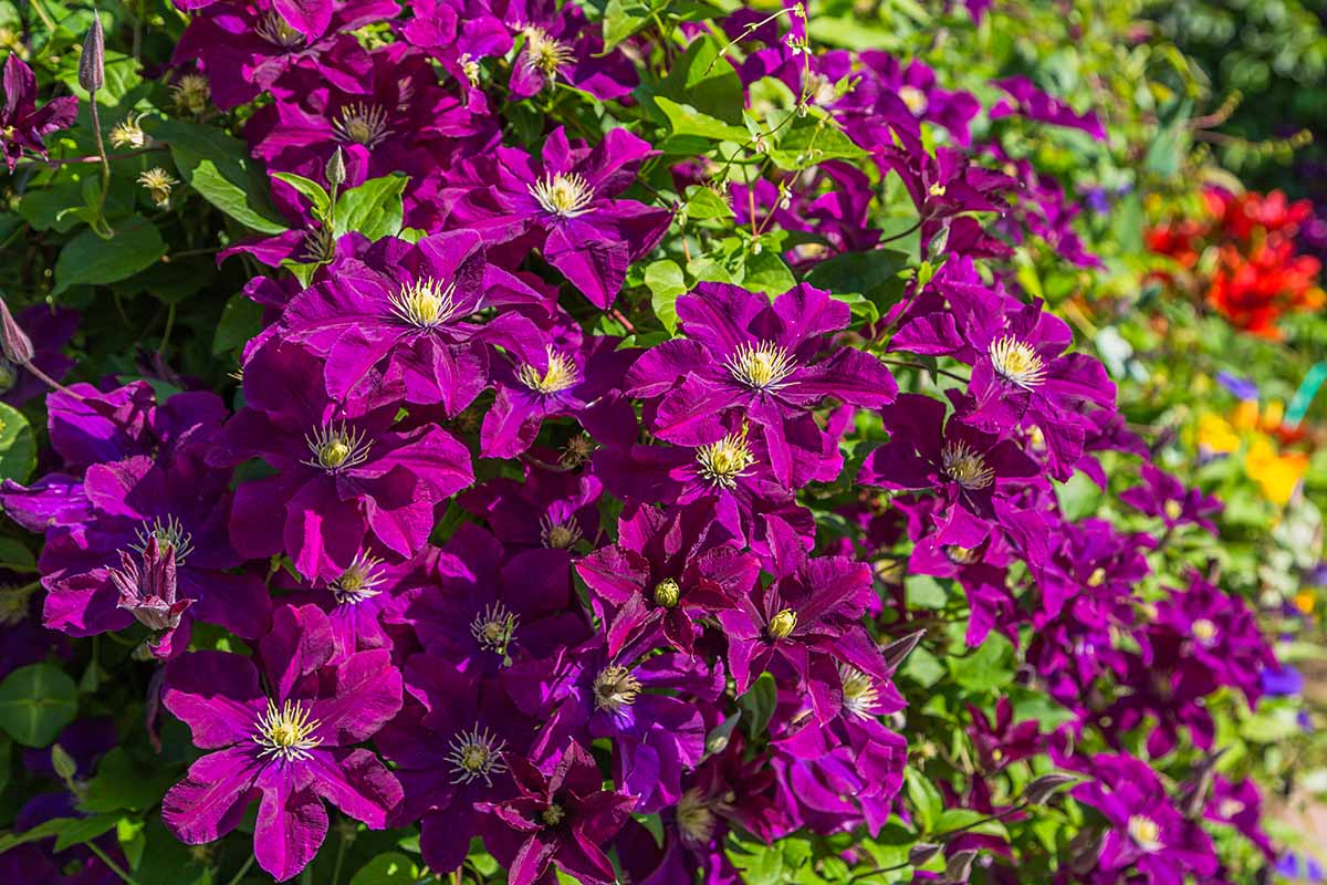 A close up horizontal image of deep purple \'Niobe\' clematis flowers growing in the garden pictured in light sunshine on a soft focus background.