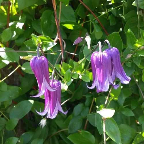 A close up square image of \'Rooguchi\' clematis flowers growing in the garden pictured in light filtered sunshine.