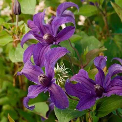 A close up square image of purple Sapphire Indigo clematis flowers growing in the garden pictured on a soft focus background.