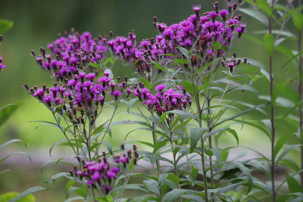 A close up horizontal image of purple Vernonia (ironweed) flowers growing in the garden pictured on a soft focus background.