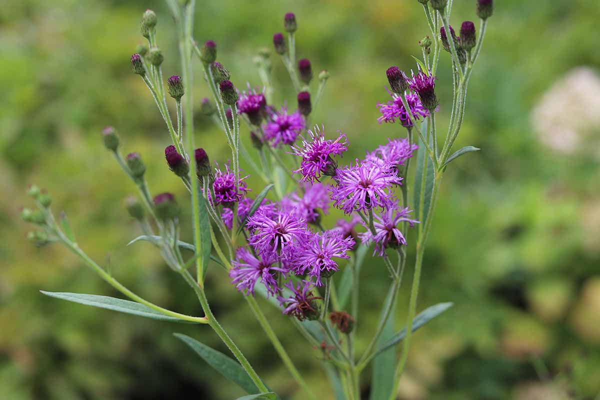 A close up horizontal image of purple ironweed flowers growing in the garden pictured on a soft focus background.
